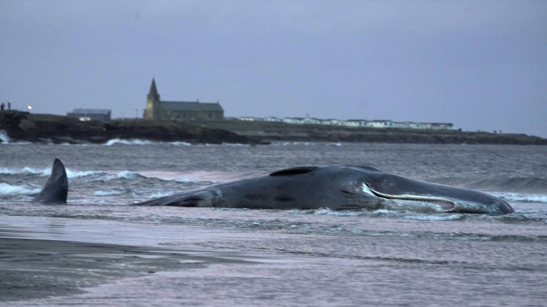Immer wieder werden in den Weltmeeren tote Wale entdeckt, die wahrscheinlich durch Plastik verendeten.