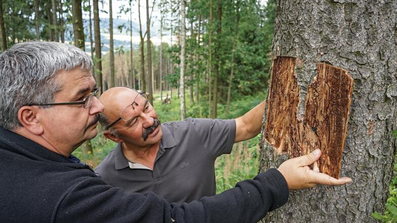 Der Waldschutzexperte des Landkreises, Thomas Sobczyk (links), und Bautzens Revierförster Rüdiger Reitz untersuchten im Sommer einen vom Borkenkäfer befallenen Baum. (Archivbild)