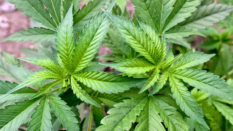 Sachsens Suchtstelle lehnt Cannabis-Legalisierung ab