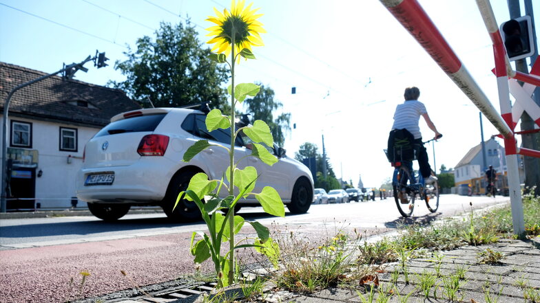 Die Sonnenblume steht auf der Meißner Straße in Radebeul.