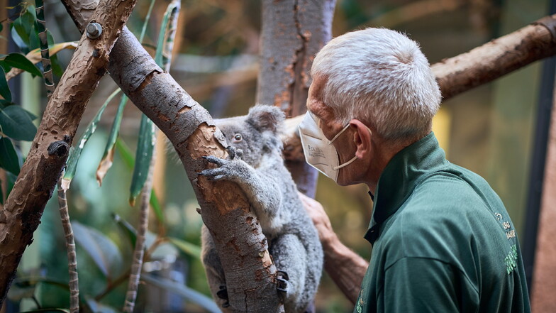 Besonders große Lust hat Sydney am Morgen erstmal nicht, von ihrem Ast zu steigen. Der Job als Pfleger der zuweilen etwas sturen Koalas erfordert oft Geduld.