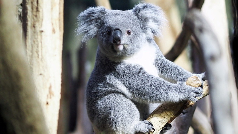 Seit Montagnachmittag ist Koalaweibchen Erlinga im Zoo Leipzig.