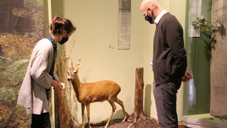 Auch das Naturkundemuseum in Görlitz freut sich wieder auf Besucher.