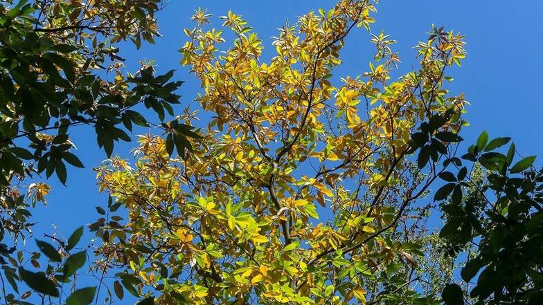 Die Esskastanie, der Baum des Jahres 2018, leidet unter der Trockenheit. Viele Blätter sind bereits braun.
