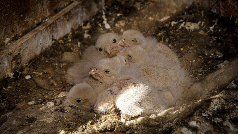 Wie ein kleines Wollknäuel - die fünf Falken sind vor wenigen Tagen geschlüpft. Sie schmiegen sich eng aneinander.