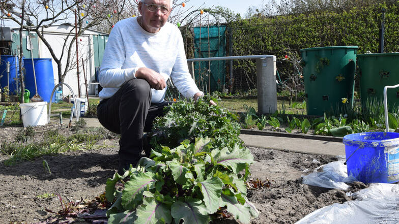 Kleingärtner Jan Szczygiel hockt hinter der Kohlrabipflanze, die dieses Jahr noch blühen wird.