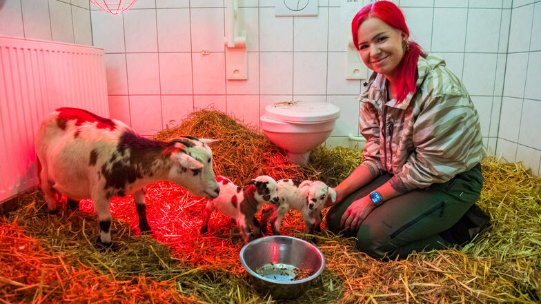 Geburt bei Minusgraden: Zoo in Aue bringt Ziegen auf dem Behindertenklo unter