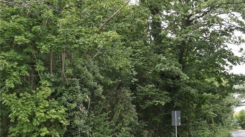 Altes Gärtnerei-Gelände gegenüber vom Stadtpark: Statt vieler Bäume sollen auf der Fläche an der B182 schon bald viele neue Eigenheime stehen. Eine Firma aus Meißen will dafür sorgen – zeitnah.