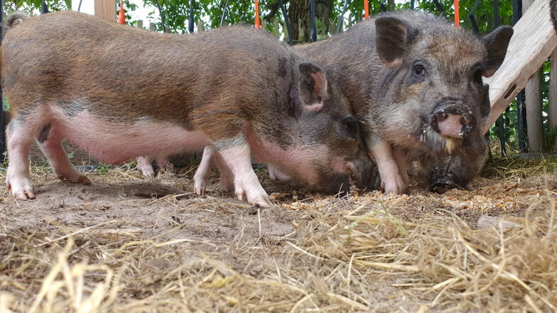 In Geringswalde ist eine Hängebauchschwein-Mutter mit ihren vier Jungen aufgegriffen worden. Jetzt wird ein liebevolles Zuhause für die Tiere gesucht.