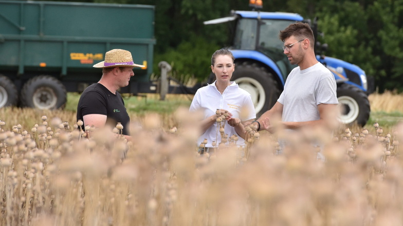 Landwirte ernten bei Wilsdruff Mohn für Königsteiner Bäckerei
