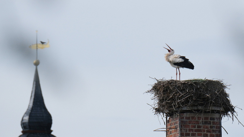 Ein Weißstorch steht in seinem Nest auf einem Schornstein in Nordsachsen und klappert. Die Vögel sind gerade aus ihrem Winterquartier zurückgekehrt.