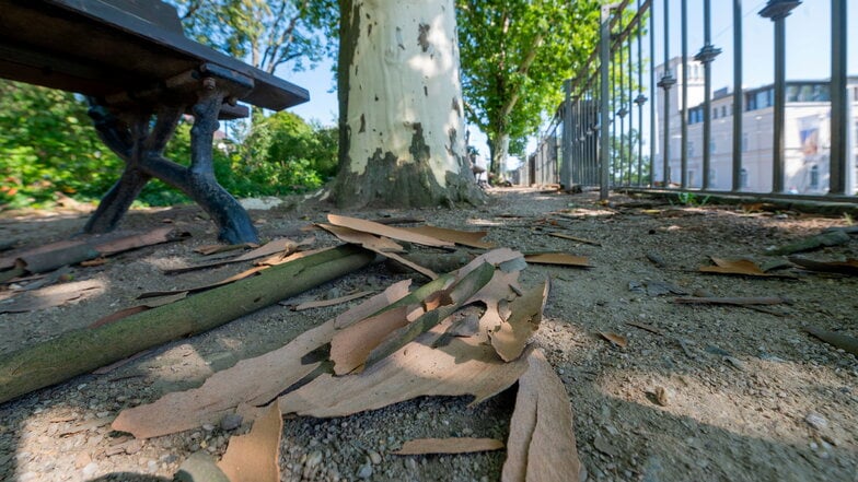 Platanen, wie hier auf der Bremer Straße in Dresden, werfen aktuell viel von ihrer Rinde ab.