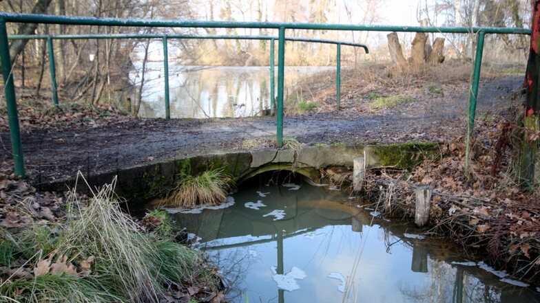 Hier mündet der Saxoniagraben in den Schmelzteich. Die Brücke soll saniert werden. Um im Trockenen bauen zu können, wird der Wasserspiegel im Teich abgesenkt.