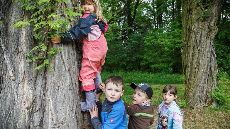 Nicht nur im Waldkindergarten in Kunnersdorf sind Bäume beliebt. In Görlitz sind sie wichtig für das Stadtklima.