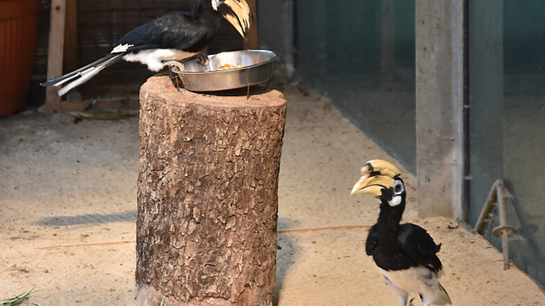 Die Hornvögel im Tropenhaus des Hoyerswerdaer Zoos haben ihre Voliere auf der Südseite.