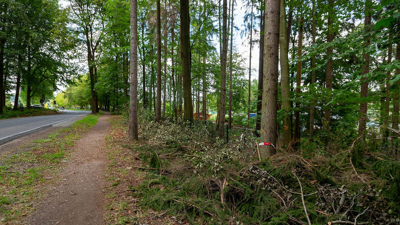 Auch im Wald an der Talsperre Malter hat der Borkenkäfer Bäume angefressen, sodass sie jetzt gefällt werden müssen.