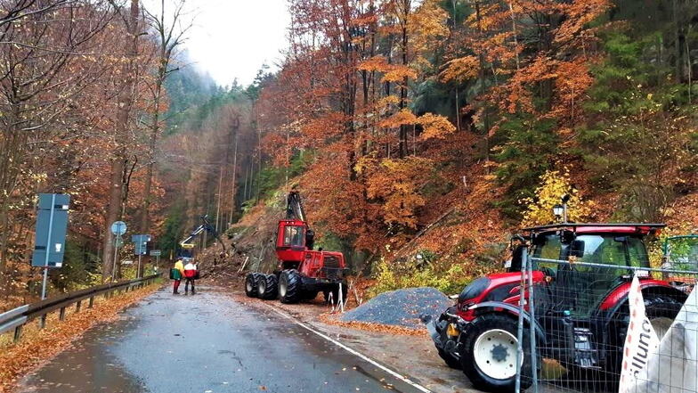 Forstarbeiten im Kirnitzschtal: Zur Sicherheit müssen abgestorbene Bäume am Steilhang gefällt werden.
