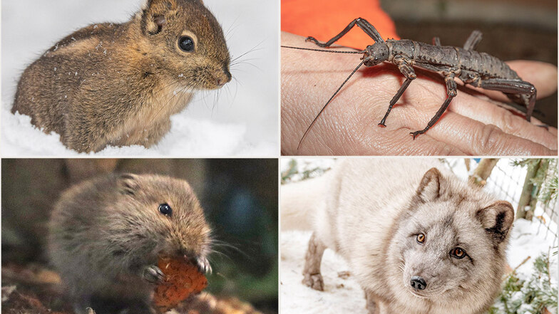 Streifenhörnchen, Gespenstschrecken, verschiedene Mäuse und Polarfüchse: In den vergangenen beiden Jahren gab es eine ganze Reihe von Neuzugängen in Riesas Tierpark.