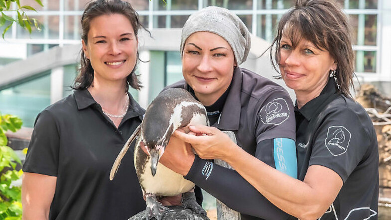 „Hanna“ lebt – aber acht Pinguine im Spreeweltenbad sind tot