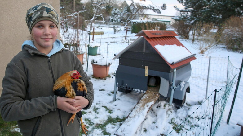 Lina Reppe - hier mit Hahn Hans - kümmert sich um die mobile Hühnerfarm. Wenn die Tiere nicht unterwegs sind, haben sie in Koitzsch bei Königsbrück einen Platz.