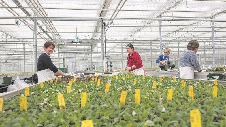 Acht fleißige Hände in Hunderten von Pflanzen. In der Thiendorfer Produktionsstätte von Elsner Pac wachsen die Sommerblumen heran.