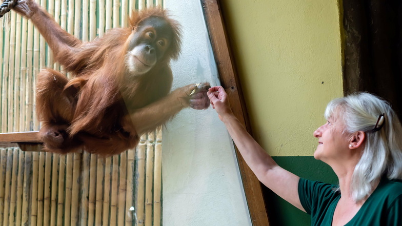 Orang-Utan Dalai und das gesamte Tierpflegerteam freuen sich sich schon auf das künftige neue Zuhause der Affen.