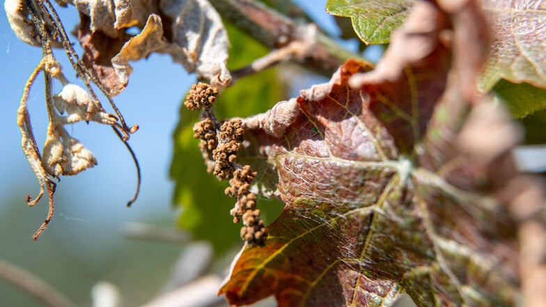 Eine Kaltfront mit Frost hatte laut Landwirtschaftsministerium im Frühjahr in Mittel- und Osteuropa zu enormen Schäden bei Obst- und Weinbauern geführt.