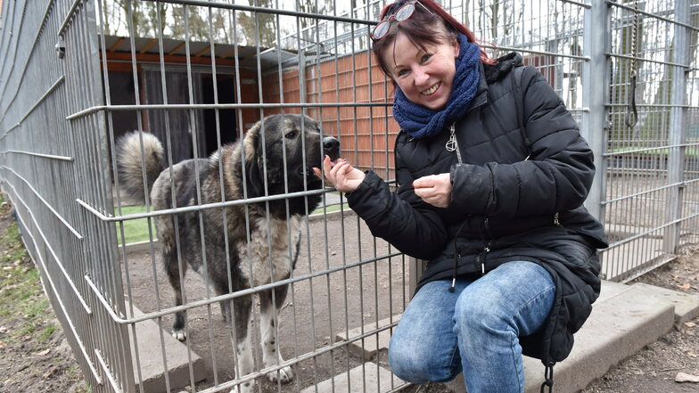 Tierheim Freital braucht mehr Platz für Hunde