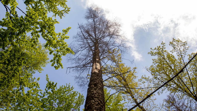 Vom Borkenkäfer befallene und bereits abgestorbene Fichte: Fachleute beseitigen derzeit das Schadholz im Graupaer Tännicht.