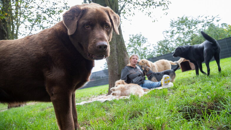 Labrador-Mischling Billy fühlt sich wohl im Hundekindergarten in Zentendorf. Cindy Schulze (Foto) und ihr Lebensgefährte Mike Wojtkowiak kümmern sich aber auch um ältere Hunde.