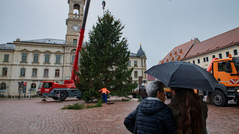 Um kurz vor 11 Uhr ist es vollbracht: Großenhains Weihnachtsbaum hat seinen Platz auf dem Hauptmarkt gefunden.