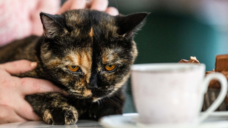 Katze Elfriede lässt sich auf dem Schoß von Franziska Müller beim Kaffeetrinkern streicheln.