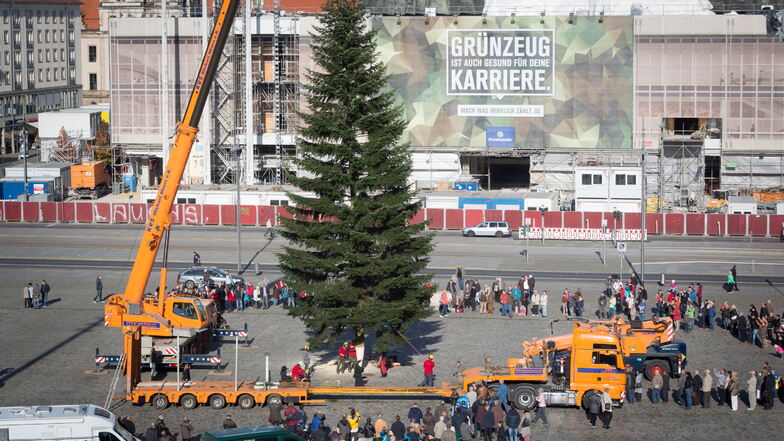 Diese Weißtanne wurde 2015 zum Favoriten beim Casting um Dresdens schönsten Nadelbaum gewählt.