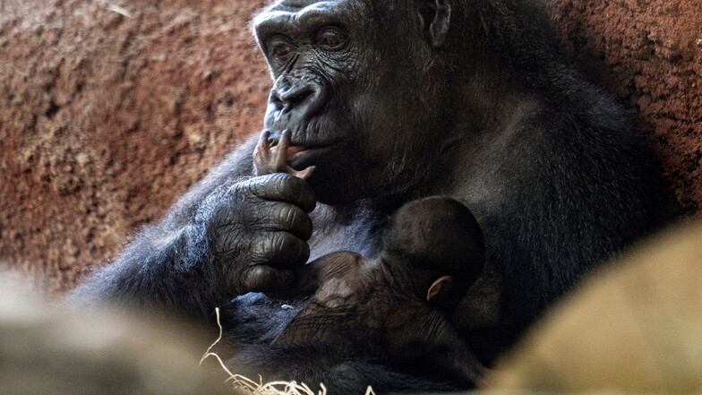 Das 30 Jahre alte Gorilla-Weibchen Kijivu brachte am Freitag ein Kind zur Welt.