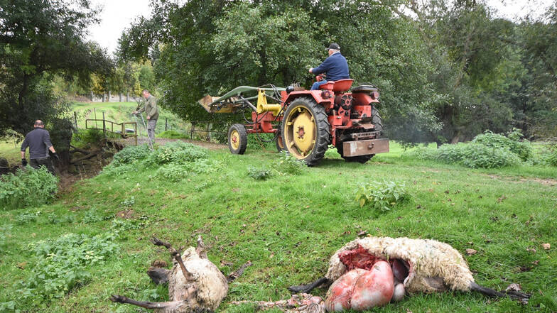 Bauer Erhardt Hotho hat am Freitagvormittag 17 tote Schafe vorgefunden, die er hier mit dem Traktor nach und nach abtransportiert.