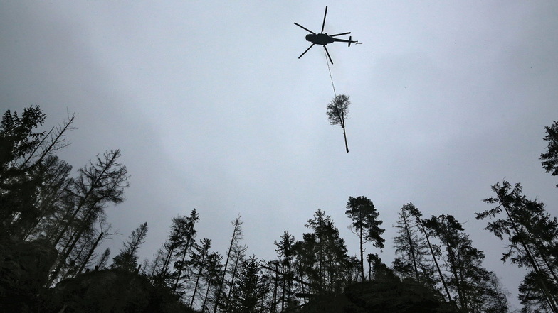 Baum am Seil: Der Hubschrauber transportiert eine abgestorbene Fichte von der Oberen Schleuse bei Hinterhermsdorf ab.