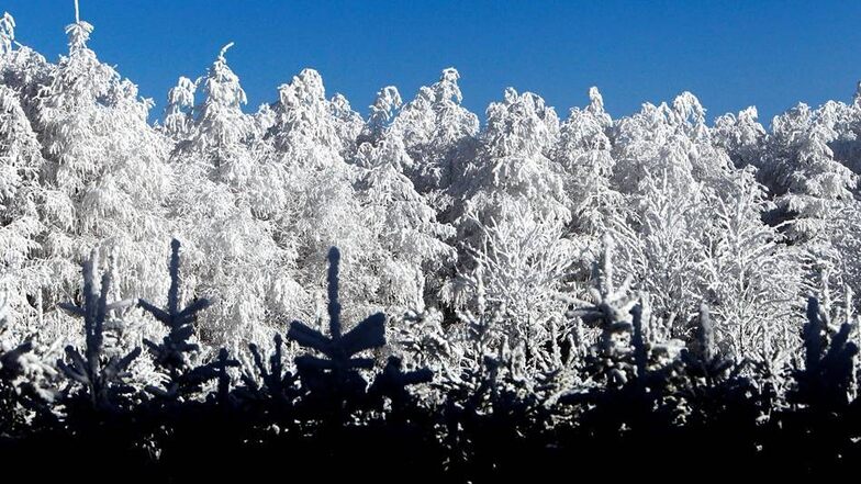 Die mit Eiskristallen bedeckten Bäume leuchten winterlich in Zinnwald-Georgenfeld im Erzgebirge.