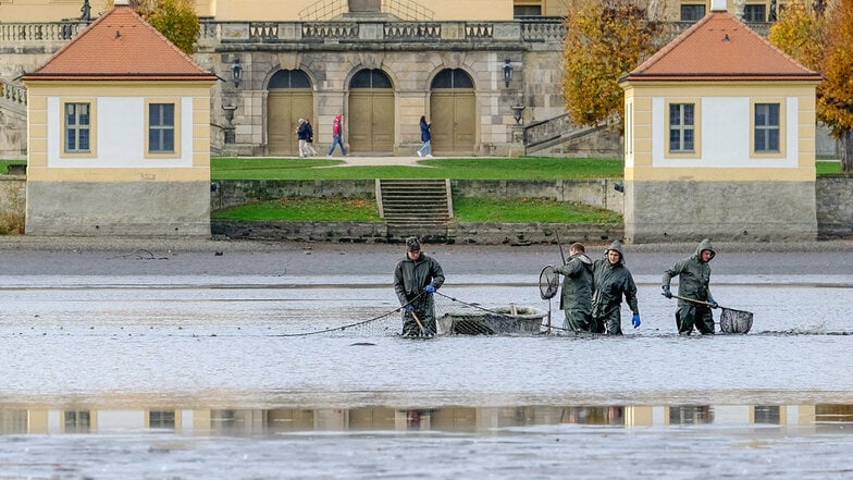 Zum großen Fest mit Karpfen Abfischen in Moritzburg wird es in diesem Jahr nicht kommen.