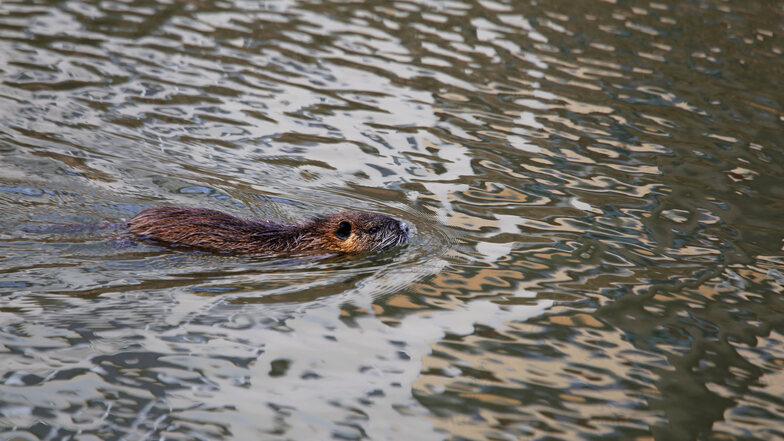Ein Nutria schwimmt in Floßkanal in Gröditz. Der Abschuss der Tiere durch einen Jagdpächter sorgt für Verärgerung bei Tierfreunden.