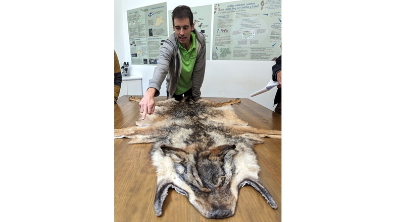 Der Biologe Ruben Dominguez erklärt Besuchern an einem Fell die typischen Merkmale eines Iberischen Wolfes.