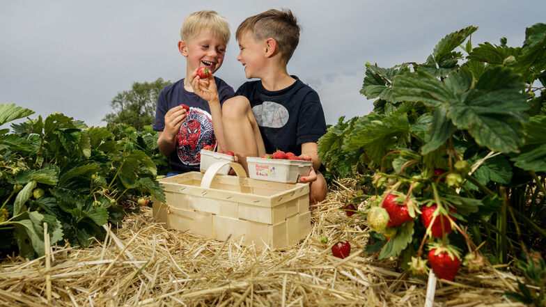 Auf dem Feld von Matthias Domanja in Stiebitz hatten Paolo (l.) und sein Freund viel Spaß beim Erdbeerenpflücken. Auch an anderen Stellen im Kreis Bautzen sind in den nächsten Tagen Selbstpflücker willkommen.