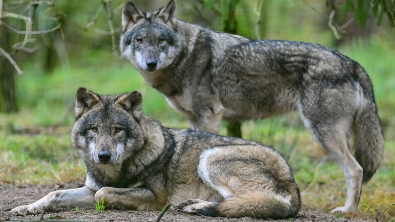 In Deutschland steigt die Zahl von Wölfen und Wolfsrissen. Das wollen Umweltpolitiker dringend ändern.