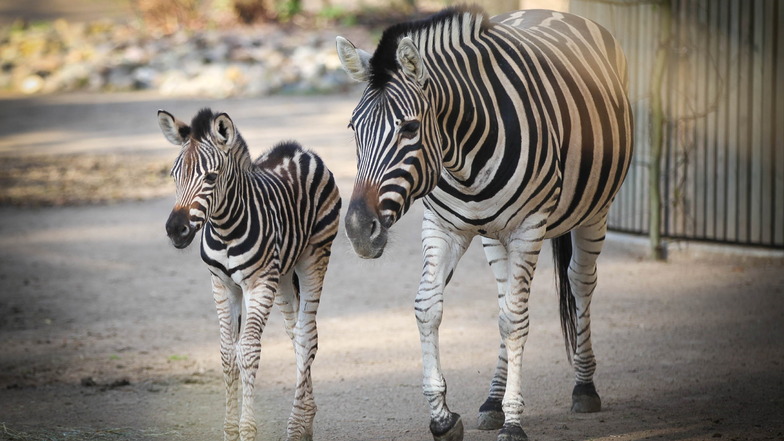Werden auch im Dresdner Zoo gesunde Zebras verfüttert?
