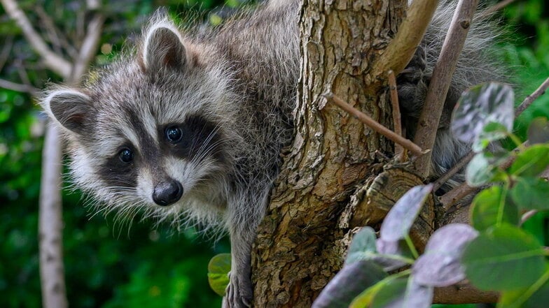 Ein noch junger Waschbär blickt von einem Baum auf einem privaten Grundstück. Ein solches Tier hat in Ratzeburg für einen Polizeieinsatz gesorgt.