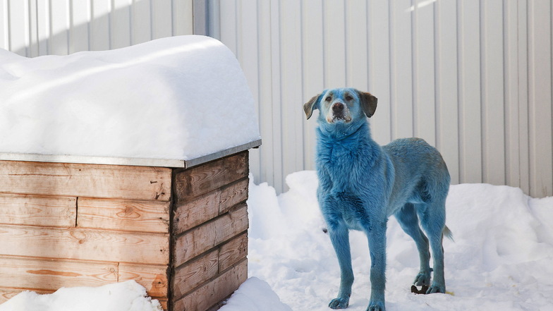 Dieser Hund mit blau gefärbtem Fell wurde in Dscherschinsk eingefangen. Noch wird über die Ursache der Verfärbung gerätselt