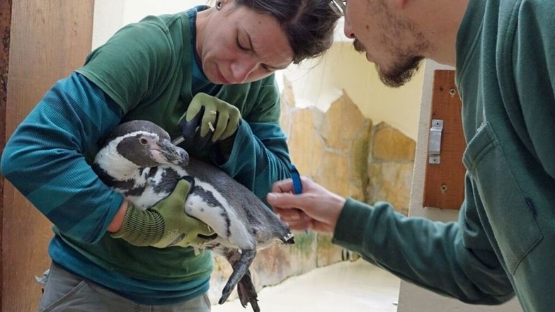 Tierpflegerin Lydia De Jong und Kurator Matthias Hendel wiegen und kontrollieren die neuen Pinguine bei ihrer Ankunft.