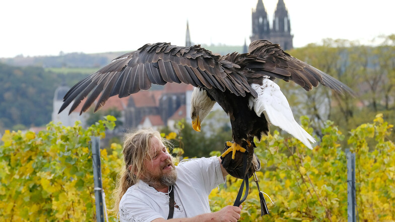 Auch launige Adler hören auf Falkner Hans-Peter Schaaf. Vor der malerischen Kulisse der Proschwitzer Weinberge lässt er die Tiere fliegen.