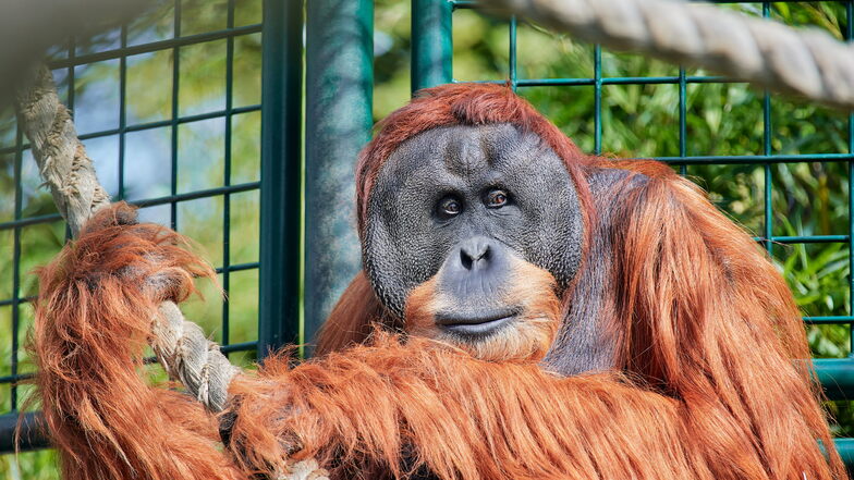 Orang-Utan-Männchen Toni gehört zu den Publikumslieblingen im Dresdner Zoo.