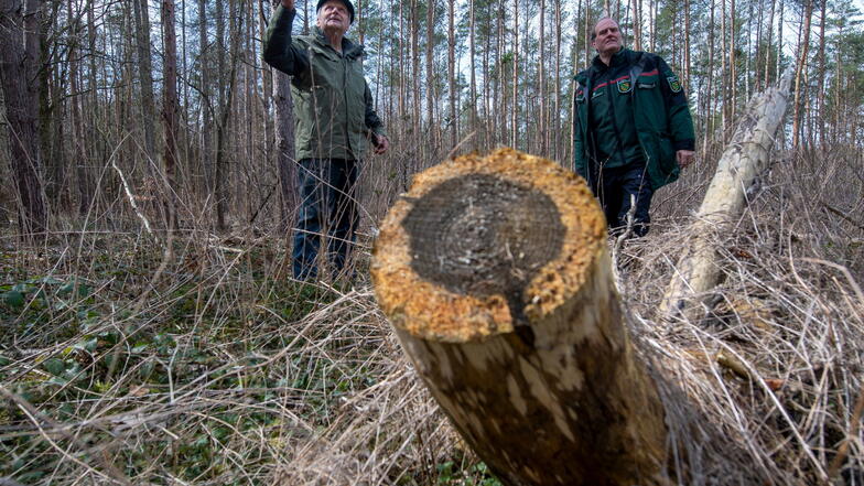 Waldbesitzer vor kahlen Kiefern: Werner Puppe (links) und Sachsens Landesforstpräsident Utz Hempfling wissen, dass Käferholz rasch aus dem Wald muss. Doch wie geht es dann weiter?