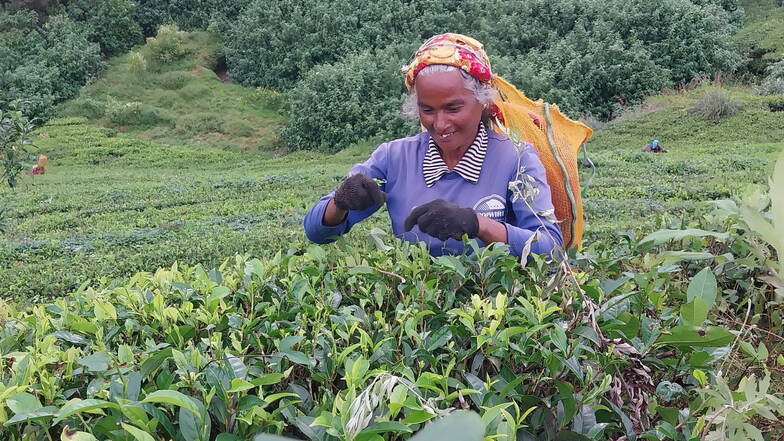 Im Hochland der Inselmitte wächst Tee. Gepflückt wird er von Hand, wie hier von der Tamilin Esalin Nona.